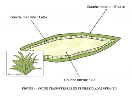 Aloe Vera et toxicité : que dit la littérature scientifique ? 